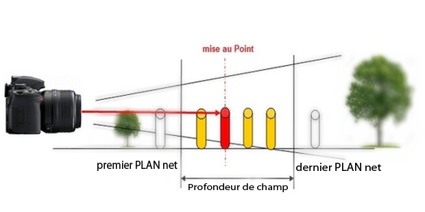 Arbre plan flou